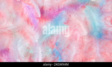 Colored feathers on a pink background. Background of bird feathers. Stock Photo