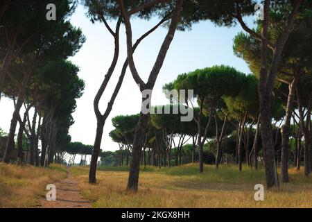 Tall, beautiful Italian Stone Pines in Parco Degli Acquedotti, a public Aqueduct Park in Rome, Italy. Cluster of Mediterranean trees with high canopy. Stock Photo