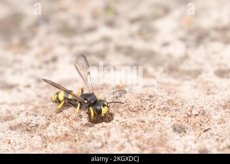 Ornate-tailed Digger Wasp (Cerceris rybyensis) at nest burrow on heathland. East Sussex, UK. Stock Photo
