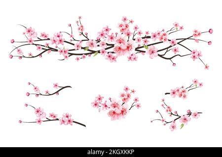 Cherry blossom branch with sakura flower. Watercolor cherry blossom vector. Watercolor cherry bud. Pink sakura flower background. Sakura on white back Stock Vector