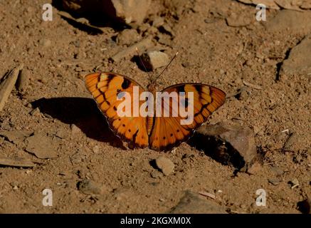 Baronet butterfly (Euthalia nais) adult resting on the ground with wings open  Madhya Pradesh, India        November Stock Photo