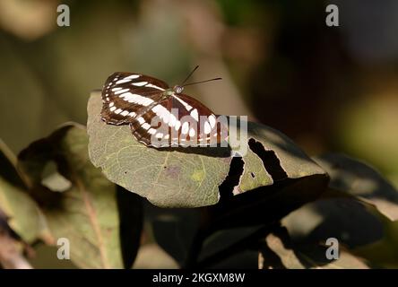Common Sailor butterfly (Neptis hylas) adult sunning on leaf with wings open  Madhya Pradesh, India         November Stock Photo
