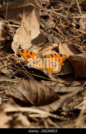 Nature; Peacock Butterfly at rest Stock Photo - Alamy