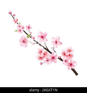 Realistic watercolor cherry flower vector. Cherry blossom branch with ...