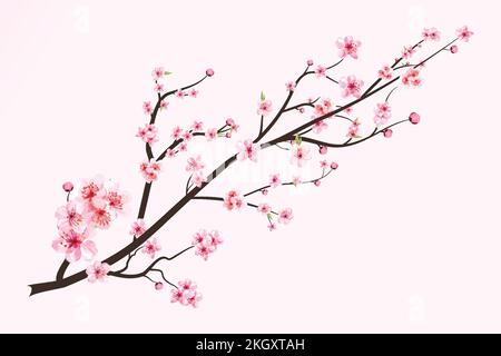 Watercolor cherry blossom vector. Sakura on white background ...