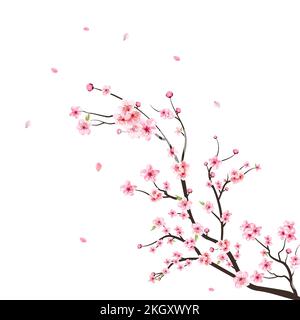 Watercolor cherry blossom vector. Sakura on white background. Watercolor cherry bud. Cherry blossom branch with sakura flower. Cherry blossom flower b Stock Vector