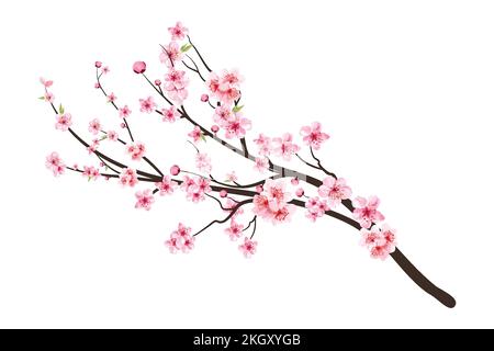 Pink sakura flower background. Watercolor cherry bud. Cherry blossom flower blooming vector. Sakura on white background. Watercolor cherry blossom vec Stock Vector