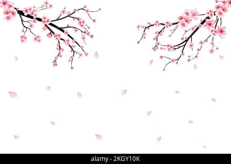 Realistic watercolor cherry flower vector. Cherry blossom branch with blooming Sakura flower. Cherry blossom branch with Sakura. Watercolor flower. Sa Stock Vector