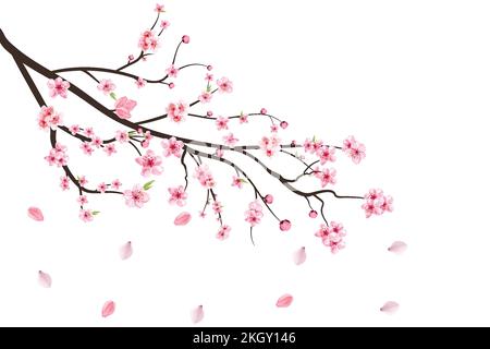 Realistic Cherry blossom branch. Sakura branch with blooming watercolor ...