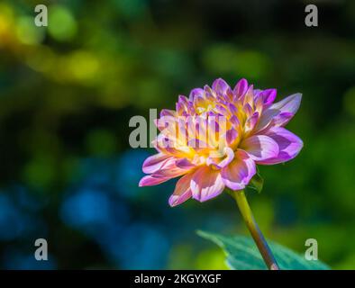 Closeup of a dahnlia flower blossom in the garden Stock Photo