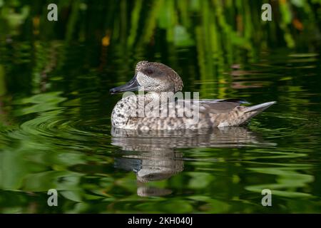 Marbled duck / marbled teal (Marmaronetta angustirostris) swimming in pond, native to southern Europe, northern Africa, and western and central Asia Stock Photo