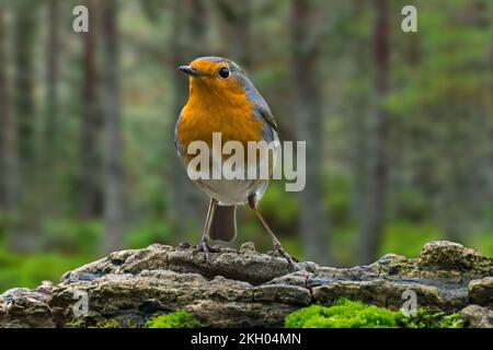 European robin (Erithacus rubecula) perched on tree stump looking for insects and other invertebrates in rotten wood in forest Stock Photo
