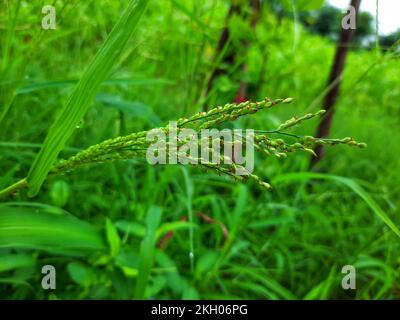 A closeup of fresh green proso millet (panicum miliaceum) plant growing in a field Stock Photo