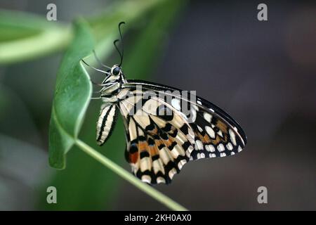 The Lime Butterfly (Papilio demoleus) Stock Photo