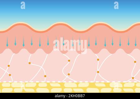 Skin aging process Stock Vector Image & Art - Alamy