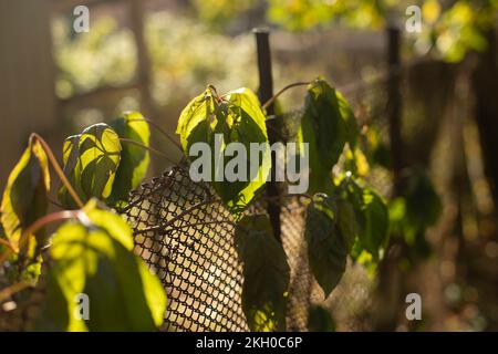 Plant on fence. Old fence is overgrown with grass. Nature in sunlight. Leaves are tangled in grid. Stock Photo