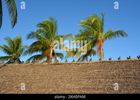 tiki thatched roof with three palm trees in front of a blue sky in Tampa Bay Florida on the gulf of mexico Stock Photo