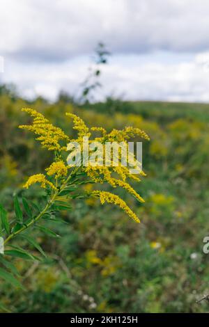 Yellow flowers of goldenrod. Weed culture grows in the field. Stock Photo