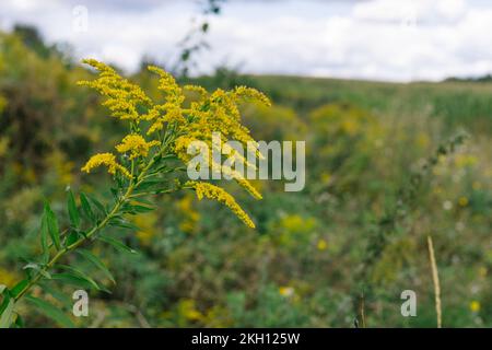 Yellow flowers of goldenrod. Weed culture grows in the field. Stock Photo