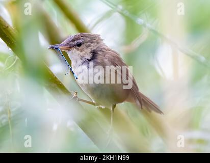A closeup of an Eurasian reed warbler on a tree twig Stock Photo