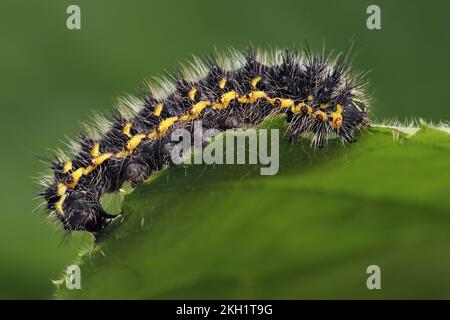 Young Emperor Moth caterpillar (Saturnia pavonia) feeding on bramble leaf. Tipperary, Ireland Stock Photo