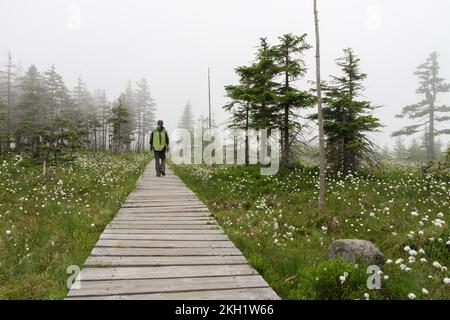 Man goes on a wooden sidewalk over blooming peat bog  in Jesenik mountains. While plant is Eriophorum vaginatum Stock Photo