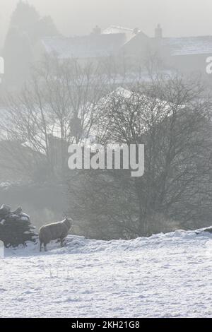 Single sheep in misty winter Lancashire landscape stood by wall with mist covered village houses behind. Snow in the fore ground Crawshawbooth behind. Stock Photo