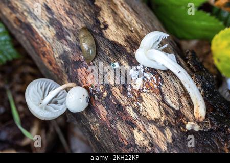 Porcelain Mushroom and slug on dead beechwood, New Forest, Hampshire, UK. Edible. Stock Photo