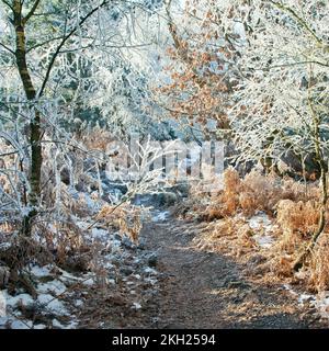 Beautiful winter scene severe frost on and around Oat Hill on Milford Hills in early winter Cannock Chase Country Park AONB (area of outstanding natur Stock Photo