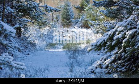 Scenic forest landscape in winter a photograph of snow covered trees in forest glade on Cannock Chase. Stock Photo