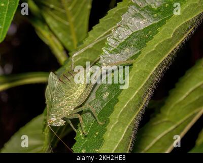 Macro photography of a green catydid standing on a green leaf. Captured at a garden near the colonial town of Villa de Leyva, in the central Andean mo Stock Photo