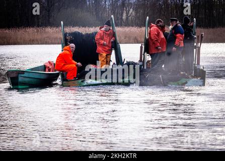 19 November 2022, Mecklenburg-Western Pomerania, Alt Schlagsdorf: Fisherman  Walter Piehl (center) and his helpers take the hauling net out of the water  of Lake Neuschlagsdorf. Three weeks after the start of the