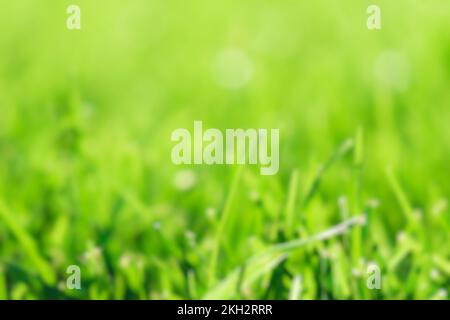 Blurred fresh nature background with green grass. Stock Photo
