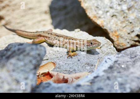 Sand lizard (Lacerta agilis) sun-basking on a rock in the morning Stock Photo