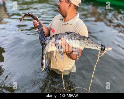 American Crocodile  (Crocodylus acutus). A former crocodile hunter,and now a member of ASOCAIMAN, releasing an American crocodile. ASOCAIMAN is a conservation strategy, offering an anternative livelihood through the sustainable use of the American crocodile. It  is supported by the National Research Institute Alexander von Humboltd. Stock Photo
