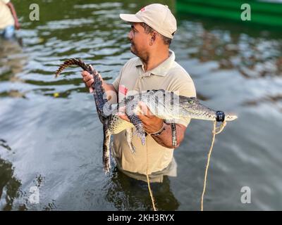 American Crocodile  (Crocodylus acutus). A former crocodile hunter,and now a member of ASOCAIMAN, releasing an American crocodile. ASOCAIMAN is a conservation strategy, offering an anternative livelihood through the sustainable use of the American crocodile. It  is supported by the National Research Institute Alexander von Humboltd. Stock Photo