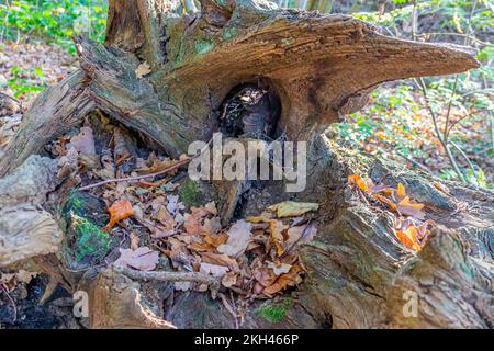 Close-up of an old fallen tree trunk eroded by time, irregular surface, grooves and a hole covered with some dry leaves, wild vegetation in background Stock Photo