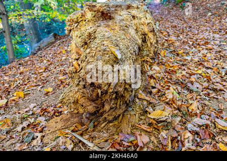 Old weathered tree trunk fallen beside a trail, dry leaves on ground, green foliage in blurred background, sunny autumn day in Landgoed Vliek or Vliek Stock Photo