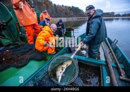 Alt Schlagsdorf, Germany. 19th Nov, 2022. The fishermen take a large pike  out of the hauling net on Lake Neuschlagsdorf. Three weeks after the start  of the carp season, however, the Christmas