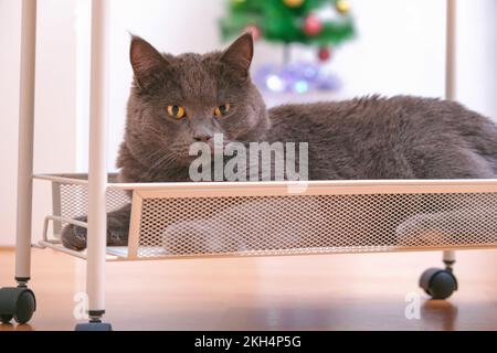 A grey curious chartreux is lying on the bottom shelf of a trolley on wheels. Stock Photo