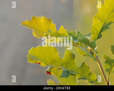 A close up of quercus pubescens willd leaves on blurred background Stock Photo