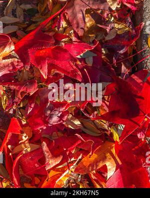 Colorful Autumn leaves lay on the sidewalk. Stock Photo