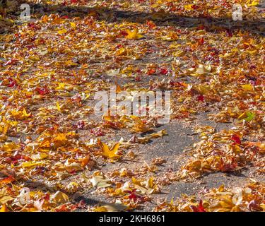 Colorful Autumn leaves lay on the sidewalk. Stock Photo