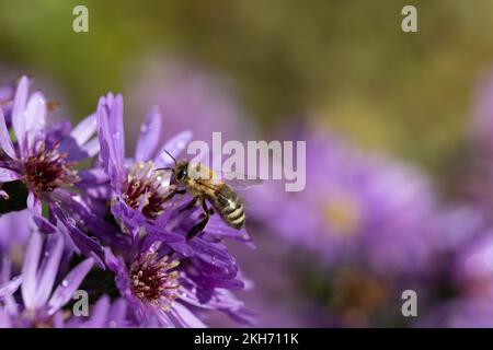 A small honey bee sits on purple flowering asters in autumn. The flowers grow outdoors. Stock Photo