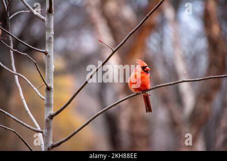 Close up view of a male northern cardinal bird perched on a branch of a young serviceberry tree on an overcast autumn day, with defocused background Stock Photo
