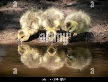 Canada Geese (Branta canadensis) Goslings, River Weaver, Cheshire, England, UK Stock Photo