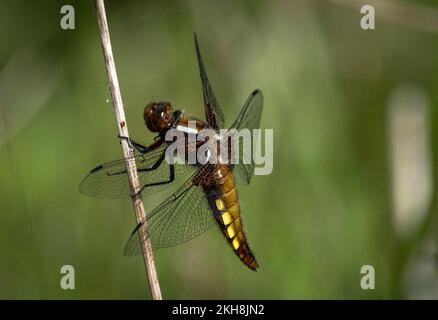 Female Broad Bodied Chaser Dragonfly (Libellula depressa), Anderton Nature Reserve, Cheshire, England, UK Stock Photo