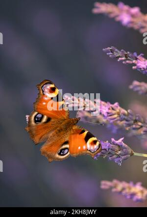 Peacock Butterfly (Inachis io) on Lavender in summer, Swettenham, Cheshire, England, UK Stock Photo
