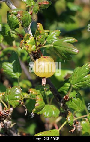 Gooseberry, Ribes uva crispa of unknown variety, ripe green fruit with red spots in close up with a blurred background of leaves. Stock Photo
