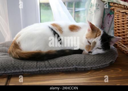 tortoiseshell black and white cat sleeping peacefully on cushion Stock Photo